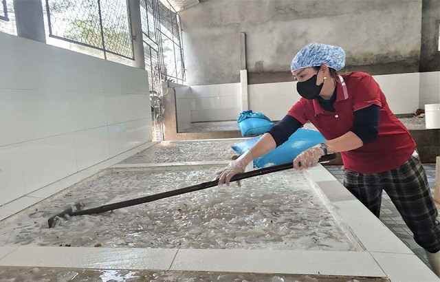 M&ugrave;a lộc biển: Những khoang thuyền chở 'v&agrave;ng trắng' về bờ - Ảnh 7.