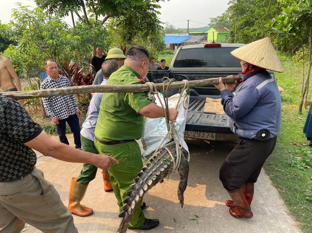 C&aacute; sấu xuất hiện khu d&acirc;n cư uy hiếp người d&acirc;n  - Ảnh 2.