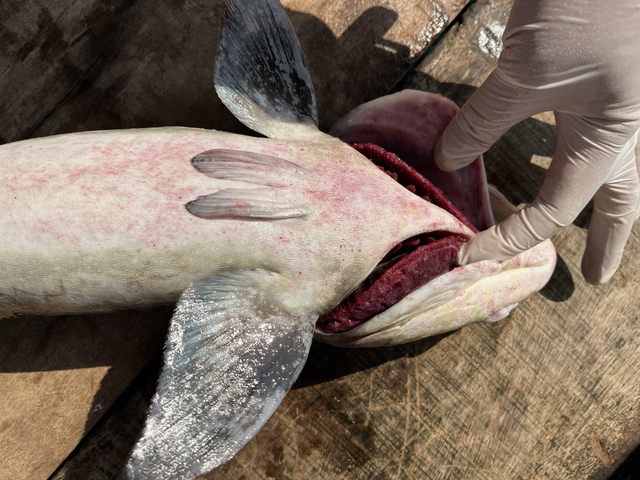 Cá bớp chết trắng lồng bè ở Lý Sơn, thiệt hại hơn 10 tỉ đồng- Ảnh 2. Cá bớp chết trắng lồng bè ở Lý Sơn, thiệt hại hơn 10 tỉ đồng- Ảnh 2.