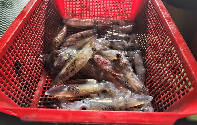 Mùa lộc biển: Theo chân ngư dân săn 'vàng đen'- Ảnh 2. Mùa lộc biển: Theo chân ngư dân săn 'vàng đen'- Ảnh 2.