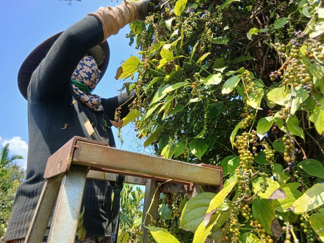 Giá tiêu tăng cao, ‘vàng đen’ Gia Lai hồi sinh - Ảnh 3. Giá tiêu tăng cao, ‘vàng đen’ Gia Lai hồi sinh - Ảnh 3.