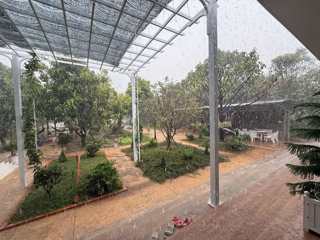 'Mưa v&agrave;ng' giải nhiệt ở một số khu vực - Ảnh 1.