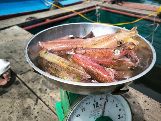 Mùa lộc biển: Theo chân ngư dân săn 'vàng đen'- Ảnh 5. Mùa lộc biển: Theo chân ngư dân săn 'vàng đen'- Ảnh 5.