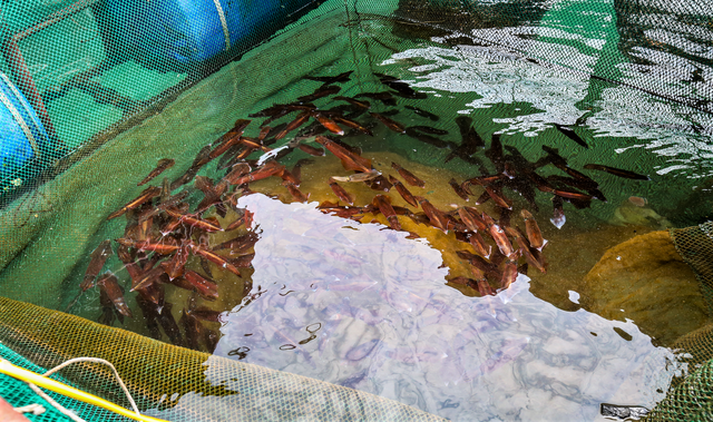 Mùa lộc biển: Theo chân ngư dân săn 'vàng đen'- Ảnh 7. Mùa lộc biển: Theo chân ngư dân săn 'vàng đen'- Ảnh 7.