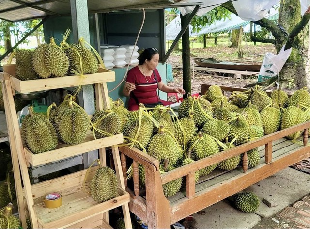 Bỏ l&uacute;a k&eacute;m hiệu quả trồng sầu ri&ecirc;ng l&agrave;m du lịch, n&ocirc;ng d&acirc;n miền T&acirc;y 'thắng đậm' - Ảnh 3.