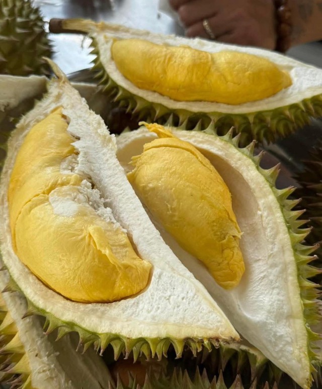 Bỏ l&uacute;a k&eacute;m hiệu quả trồng sầu ri&ecirc;ng l&agrave;m du lịch, n&ocirc;ng d&acirc;n miền T&acirc;y 'thắng đậm' - Ảnh 6.