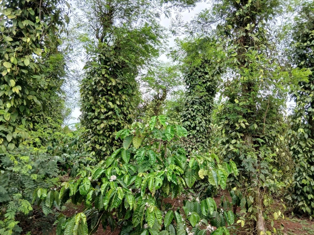 Giá tiêu tăng cao, ‘vàng đen’ Gia Lai hồi sinh - Ảnh 1. Giá tiêu tăng cao, ‘vàng đen’ Gia Lai hồi sinh - Ảnh 1.