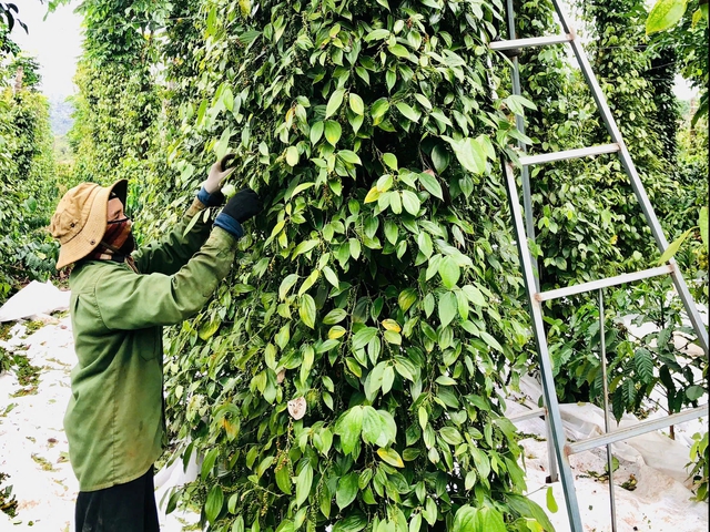 Giá tiêu tăng cao, ‘vàng đen’ Gia Lai hồi sinh - Ảnh 2. Giá tiêu tăng cao, ‘vàng đen’ Gia Lai hồi sinh - Ảnh 2.