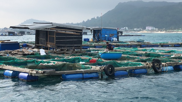 Cá bớp chết trắng lồng bè ở Lý Sơn, thiệt hại hơn 10 tỉ đồng- Ảnh 3. Cá bớp chết trắng lồng bè ở Lý Sơn, thiệt hại hơn 10 tỉ đồng- Ảnh 3.
