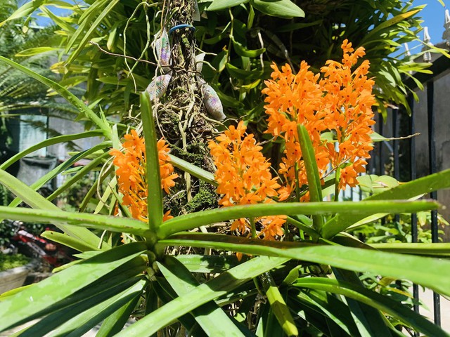 Vợ chồng chim chóc quạch ta làm tổ trên hoa lan khiến nhiều người thích thú - Ảnh 3. Vợ chồng chim chóc quạch ta làm tổ trên hoa lan khiến nhiều người thích thú - Ảnh 3.