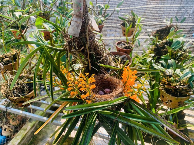 Vợ chồng chim chóc quạch ta làm tổ trên hoa lan khiến nhiều người thích thú - Ảnh 1. Vợ chồng chim chóc quạch ta làm tổ trên hoa lan khiến nhiều người thích thú - Ảnh 1.