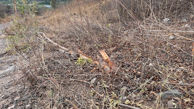 Xe tải lao xuống vực ở Lâm Đồng: Vệt trượt hơn 200 m - Ảnh 2.