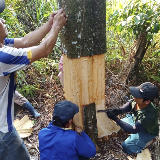 Khai th&aacute;c c&acirc;y quế hơn 50 năm tuổi ở Quảng Ng&atilde;i cho sản lượng vỏ 700 kg - Ảnh 1.