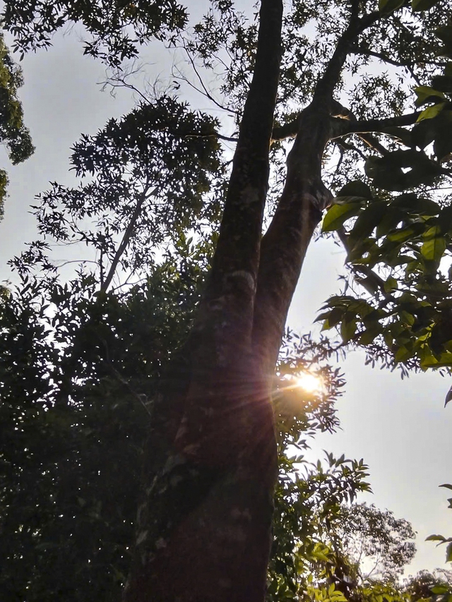 Khai th&aacute;c c&acirc;y quế hơn 50 năm tuổi ở Quảng Ng&atilde;i cho sản lượng vỏ 700 kg - Ảnh 2.