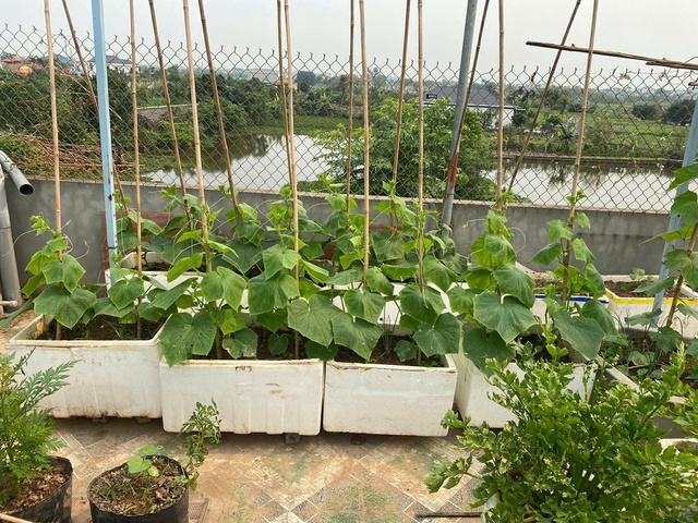 Bí quyết giúp khu vườn xanh tốt trong mùa nắng nóng cho giới trẻ 2026 - Ảnh 4. Bí quyết giúp khu vườn xanh tốt trong mùa nắng nóng cho giới trẻ 2026 - Ảnh 4.