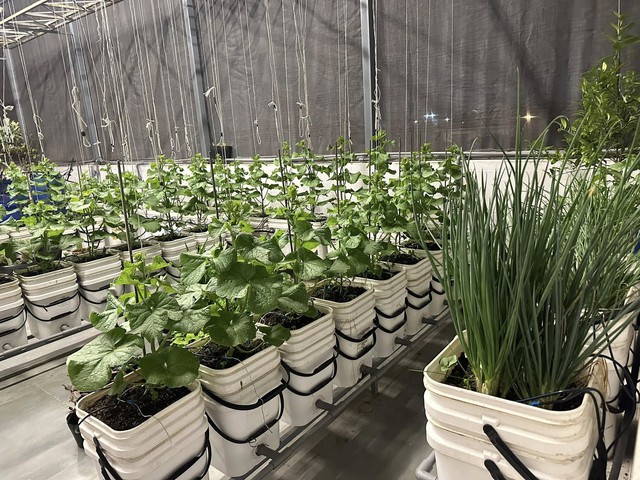 Bí quyết giúp khu vườn xanh tốt trong mùa nắng nóng cho giới trẻ 2026 - Ảnh 3. Bí quyết giúp khu vườn xanh tốt trong mùa nắng nóng cho giới trẻ 2026 - Ảnh 3.