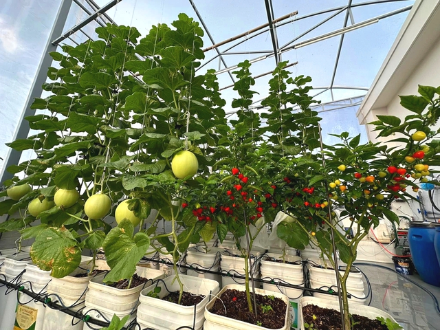 Bí quyết giúp khu vườn xanh tốt trong mùa nắng nóng cho giới trẻ 2026 - Ảnh 2. Bí quyết giúp khu vườn xanh tốt trong mùa nắng nóng cho giới trẻ 2026 - Ảnh 2.