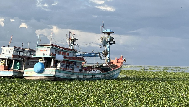 An Giang quyết liệt gỡ thẻ v&agrave;ng IUU , Khởi tố 55 vụ vi phạm khai th&aacute;c thủy sản - Ảnh 2.