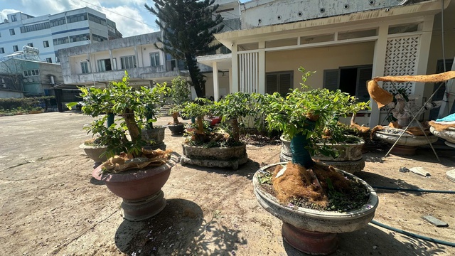 Kiểm lâm Côn Đảo phạt tiền người đàn ông cất giữ 42 gốc mai vàng năm 2026 - Ảnh 1. Kiểm lâm Côn Đảo phạt tiền người đàn ông cất giữ 42 gốc mai vàng năm 2026 - Ảnh 1.