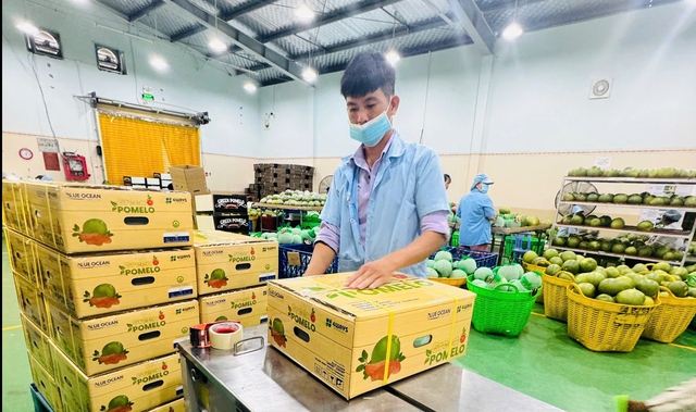 Lợi thế đặc biệt của bưởi Việt Nam xuất khẩu Trung Quốc- Ảnh 2.