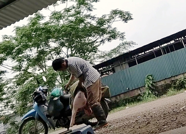 Đ&igrave;nh chỉ c&ocirc;ng t&aacute;c 15 ng&agrave;y 2 c&aacute;n bộ th&uacute; y 'nhờ chủ l&ograve; mổ đ&oacute;ng dấu ki&ecirc;m dịch&rsquo;- Ảnh 1.