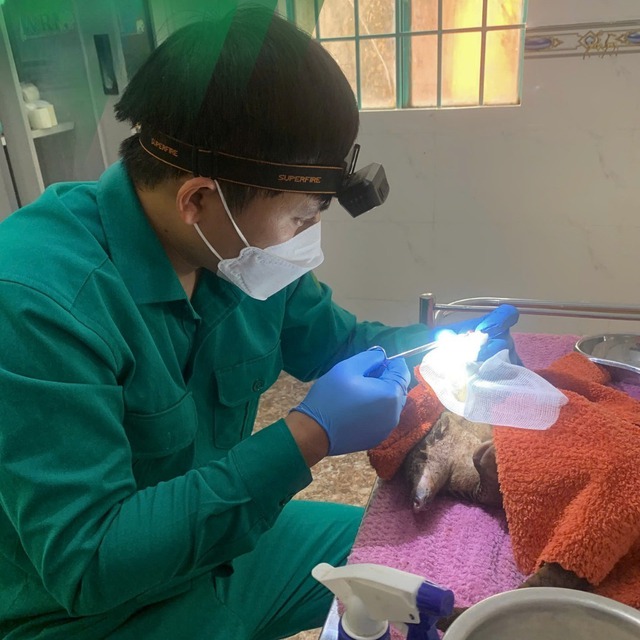 Con tê tê bò vào nhà hàng, bị hoại tử nặng chân trước được cứu sống - Ảnh 3.