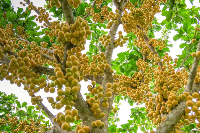Rực rỡ mùa dâu núi Cấm- Ảnh 2.