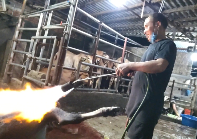Phú Thọ chỉ đạo nóng vụ lò mổ 'chui' sau phản ánh của Báo Thanh Niên - Ảnh 1.
