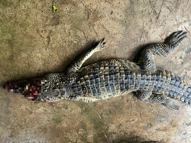 Đ&atilde; bắt được c&aacute; sấu nổi trong ao nh&agrave; d&acirc;n ở C&agrave; Mau- Ảnh 1.
