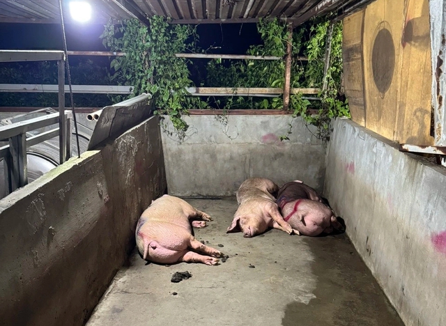 Ngăn chặn gần 7 tấn thịt 'bẩn' đưa vào TP.HCM tiêu thụ - Ảnh 2.