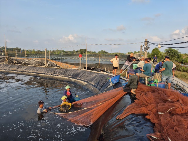 Nuôi tôm công nghiệp và quảng canh ở Cà Mau: Nhiều thành công cũng lắm rủi ro- Ảnh 2. Nuôi tôm công nghiệp và quảng canh ở Cà Mau: Nhiều thành công cũng lắm rủi ro- Ảnh 2.