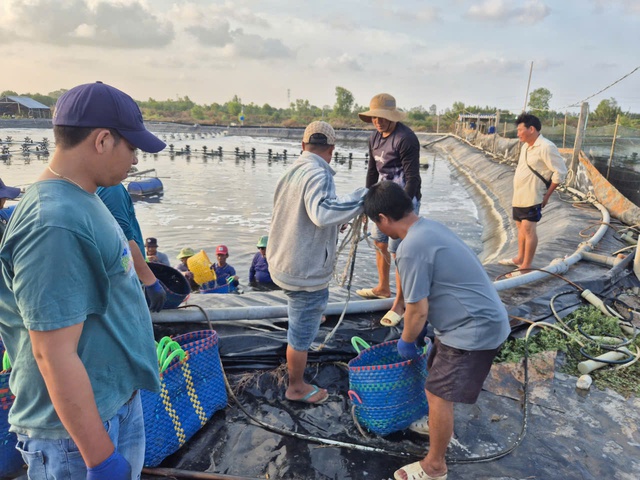Nuôi tôm công nghiệp và quảng canh ở Cà Mau: Nhiều thành công cũng lắm rủi ro- Ảnh 1. Nuôi tôm công nghiệp và quảng canh ở Cà Mau: Nhiều thành công cũng lắm rủi ro- Ảnh 1.