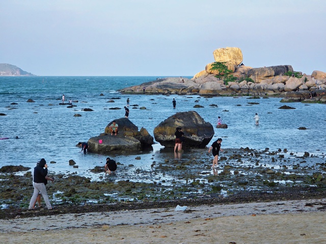 Nha Trang khoanh v&ugrave;ng bảo vệ rạn san h&ocirc; H&ograve;n Chồng - Đặng Tất- Ảnh 3.