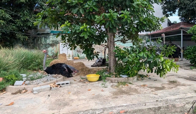 Người d&acirc;n bất ngờ thấy chim đ&agrave; điểu gục chết tại T&acirc;y Ninh - Ảnh 3.