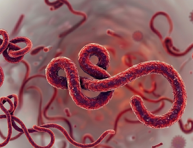 Kh&ocirc;ng phải dịch mới, v&igrave; sao Ebola lần n&agrave;y khiến WHO &lsquo;b&aacute;o động&rsquo;? - Ảnh 1.