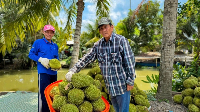 Tin vui với sầu riêng Việt Nam- Ảnh 1. Tin vui với sầu riêng Việt Nam- Ảnh 1.