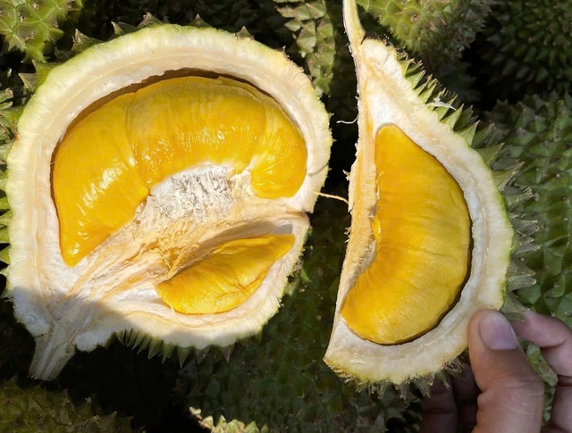 Quê hương của sầu riêng Musang King tăng nhập hàng Việt Nam - Ảnh 1.