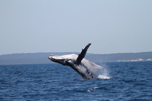  Humpbacks set new distance record - Ảnh 1.