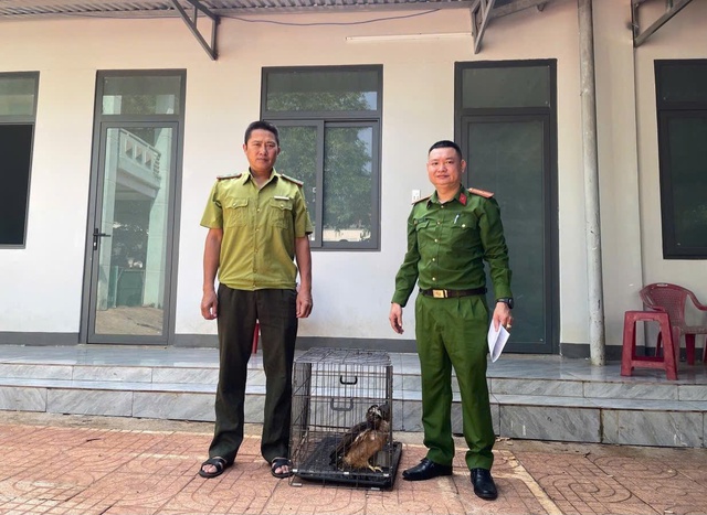 Đi tưới rau buổi sáng, người dân phát hiện cá thể diều hoa Miến Điện - Ảnh 1.