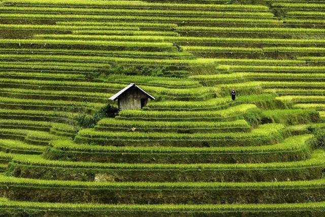 Nhiếp ảnh gia Pháp kể những 'lát cắt dịu dàng' của phụ nữ Mù Cang Chải- Ảnh 7. Nhiếp ảnh gia Pháp kể những 'lát cắt dịu dàng' của phụ nữ Mù Cang Chải- Ảnh 7.