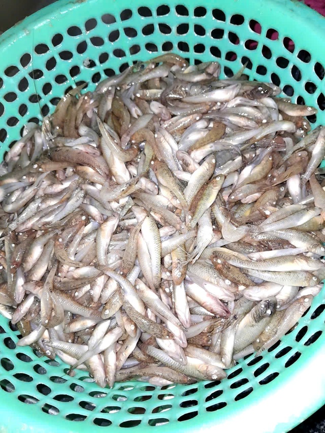 Nghề rim cá bống trứ danh hồ Lắk - Ảnh 3.