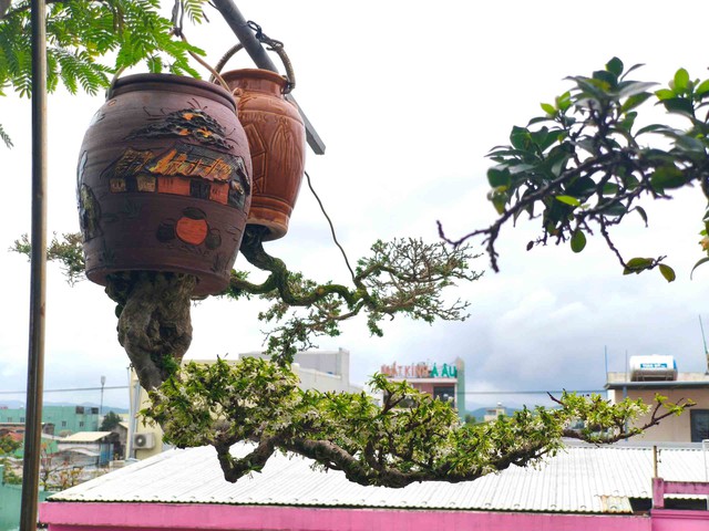 Chuyện người làm nghề độc lạ: Kỷ lục gia viết sách về bonsai ngược- Ảnh 4. Chuyện người làm nghề độc lạ: Kỷ lục gia viết sách về bonsai ngược- Ảnh 4.