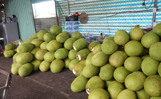Gi&aacute; m&iacute;t li&ecirc;n tục lao dốc, n&ocirc;ng d&acirc;n gặp kh&oacute;- Ảnh 2.