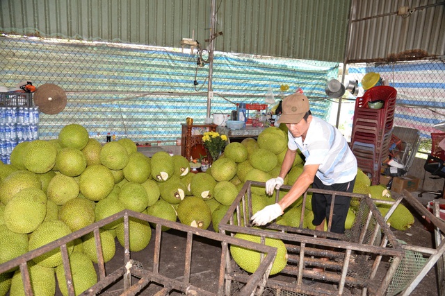 Gi&aacute; m&iacute;t li&ecirc;n tục lao dốc, n&ocirc;ng d&acirc;n gặp kh&oacute;- Ảnh 1.