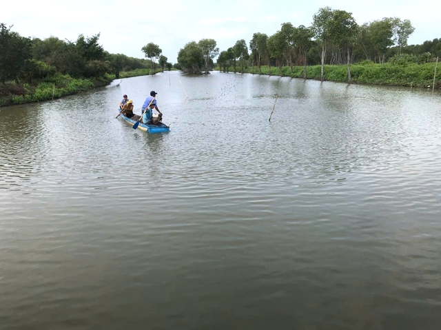 L&agrave;m gi&agrave;u từ nu&ocirc;i s&ograve; huyết dưới t&aacute;n rừng ở An Giang- Ảnh 3.