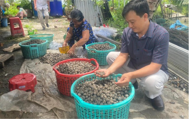 L&agrave;m gi&agrave;u từ nu&ocirc;i s&ograve; huyết dưới t&aacute;n rừng ở An Giang- Ảnh 7.