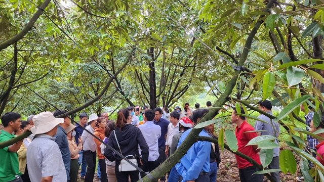 Lâm Đồng thiếu phòng kiểm nghiệm, xuất khẩu sầu riêng đối mặt nguy cơ ách tắc - Ảnh 3.