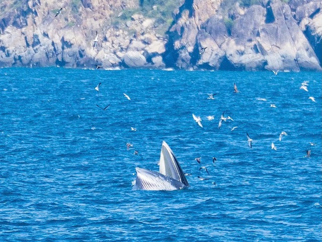Cá voi xuất hiện tại vịnh Nha Trang, Ban quản lý vịnh yêu cầu giữ khoảng cách- Ảnh 2. Cá voi xuất hiện tại vịnh Nha Trang, Ban quản lý vịnh yêu cầu giữ khoảng cách- Ảnh 2.