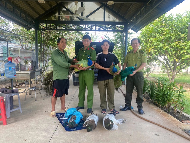 Người dân TP.HCM tự nguyện bàn giao 9 con chim công Ấn Độ quý hiếm - Ảnh 1.