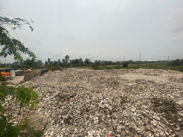Khởi tố bị can suốt 5 năm đỏ vỏ h&agrave;u tr&aacute;i ph&eacute;p - Ảnh 1.